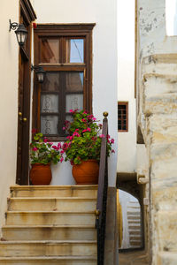 Potted plants outside house