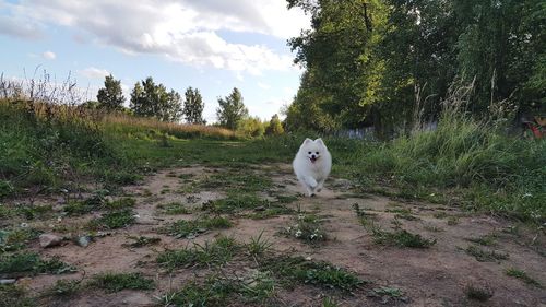 View of a sheep on field