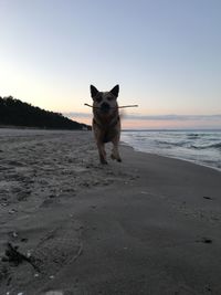 Dog on beach