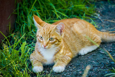 Portrait of a cat