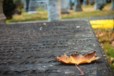 Close-up of dry maple leaf on street