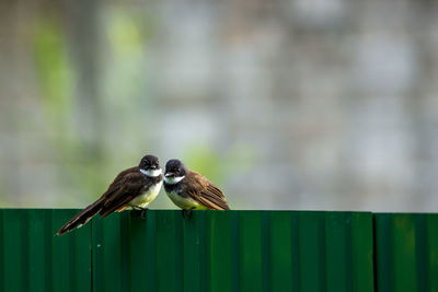 Close-up of bird perching on wooden fence