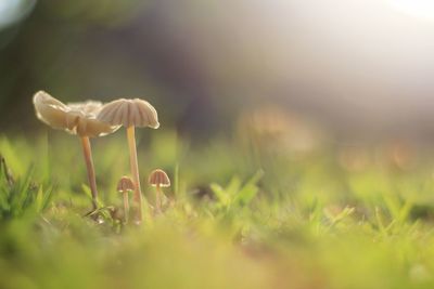 Close-up of mushroom growing on field