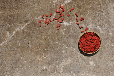 High angle view of red berries on plant