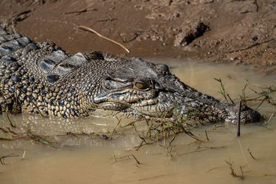 Saltwater crocodile in muddy water
