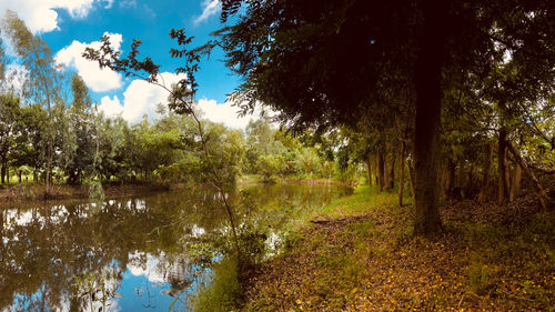 Reflection of trees in lake