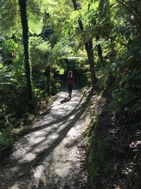 Rear view of woman with backpack walking in forest