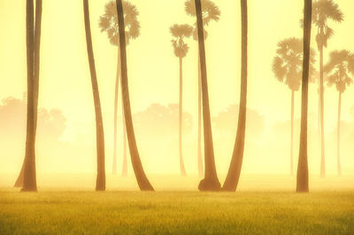 Palm trees on field against sky during sunset