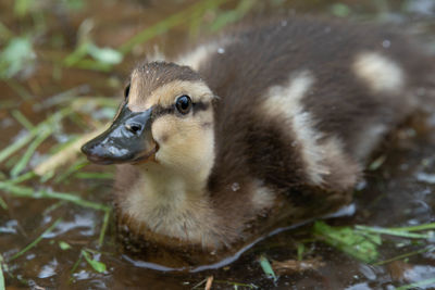 Close-up of a bird