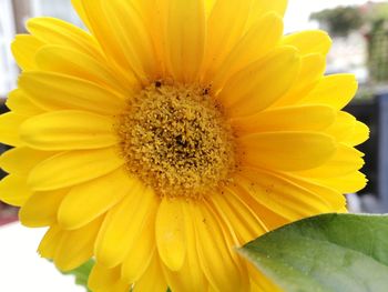 Close-up of sunflower blooming outdoors