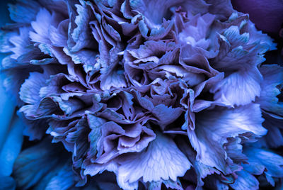 Close-up of purple flowers