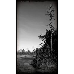 Trees against clear sky