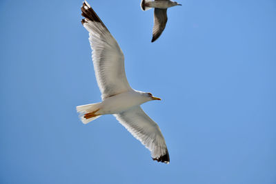 Low angle view of seagull flying in sky