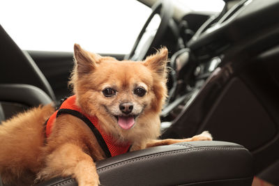 Close-up of dog sitting in car