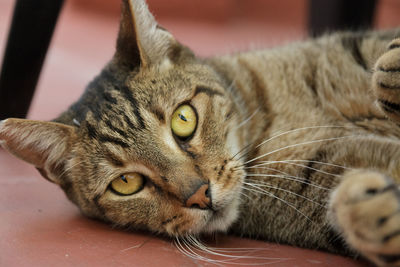 Close-up portrait of a cat resting