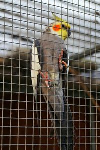 Close-up of parrot in cage