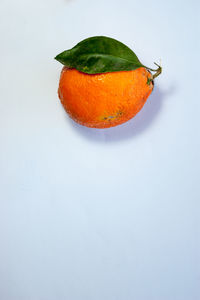 High angle view of orange fruit against white background