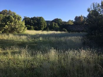 Scenic view of field against clear sky