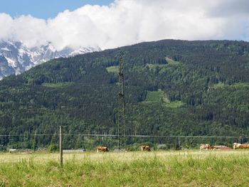 Scenic view of field against sky