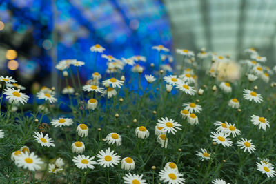 Close-up of fresh yellow flowers in field