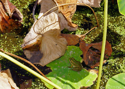 High angle view of leaves floating on water