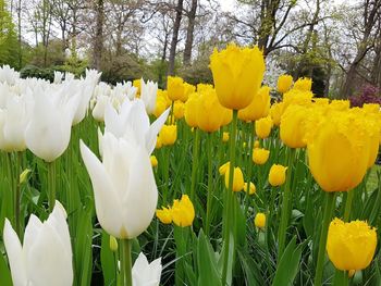 Close-up of yellow crocus flowers blooming on field