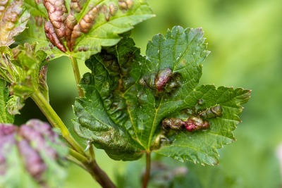 Close-up of plant