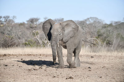 Elephant walking on a field