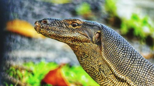 Close-up of lizard