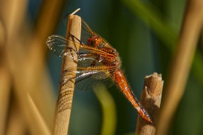 Close-up of dragonfly on plant