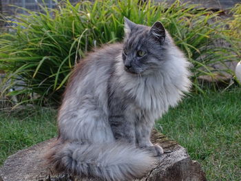 Cat sitting on grass in field