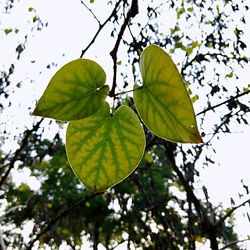 Low angle view of leaves on tree against sky