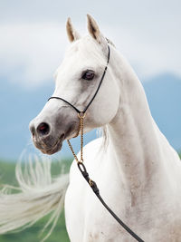 Close-up of horse against sky