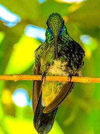 Close-up of bird perching on branch