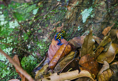 Close-up of a poison frog on tree trunk