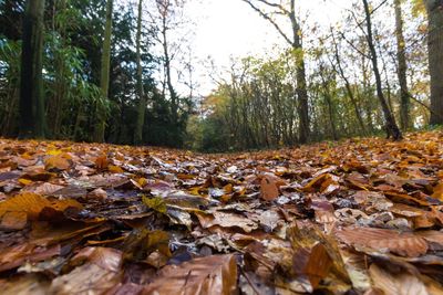 Autumn leaves fallen on tree in forest