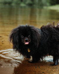 Cute small black dog with pink tongue out in water 