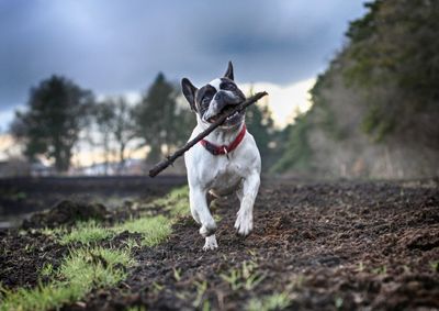 French bulldog carrying stick in mouth while running on field