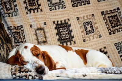 Basset hound sleeping