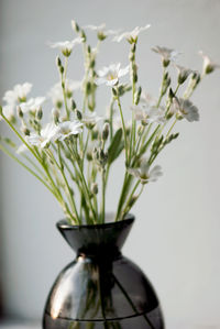 Close-up of white flowers in vase