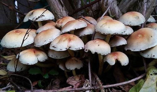 Close-up of mushrooms on ground