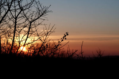 Silhouette plants on field against orange sky