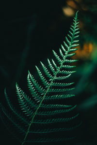 Close-up of fern leaves