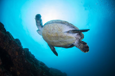 Green sea turtle swimming in hachijojima