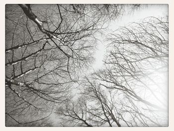 Low angle view of bare trees against sky
