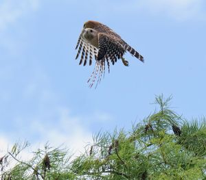 Low angle view of eagle flying against sky