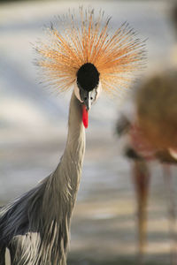 Close-up of a bird