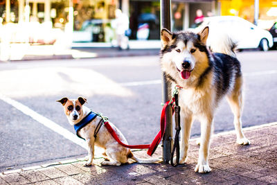 Dogs standing on footpath