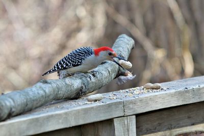Close-up of a red belly woodpecker perching on railing while eating a peanut. 
