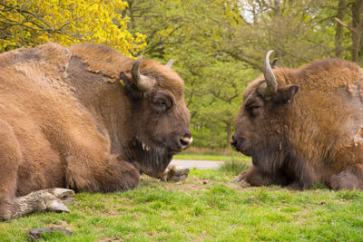 Side view of american bison sitting on field at knowsley safari park